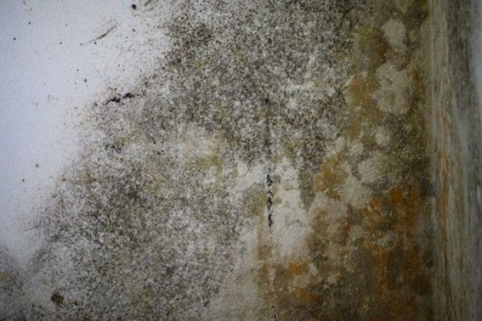 Ecke eines Kellers mit erheblicher Schimmelbildung wegen mangelhafter Kellerbelüftung