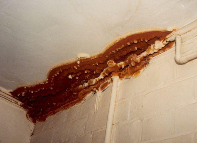 Meterlanger rostbrauner Pilz an der Grenze zwischen einer Wand und der Decke