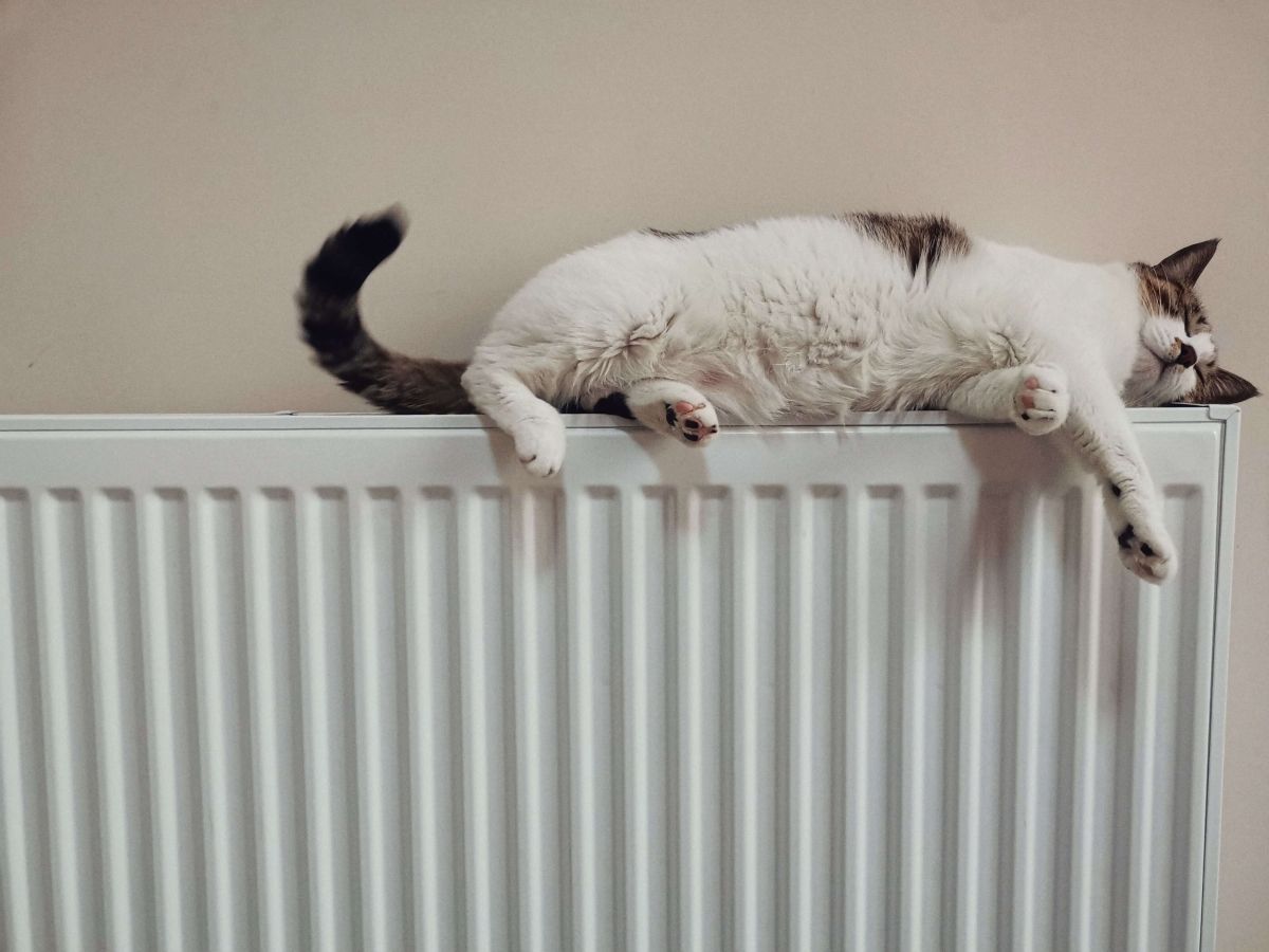 Katze auf der Heizung