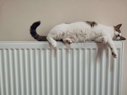 Un chat couchÃ© sur le radiateur 