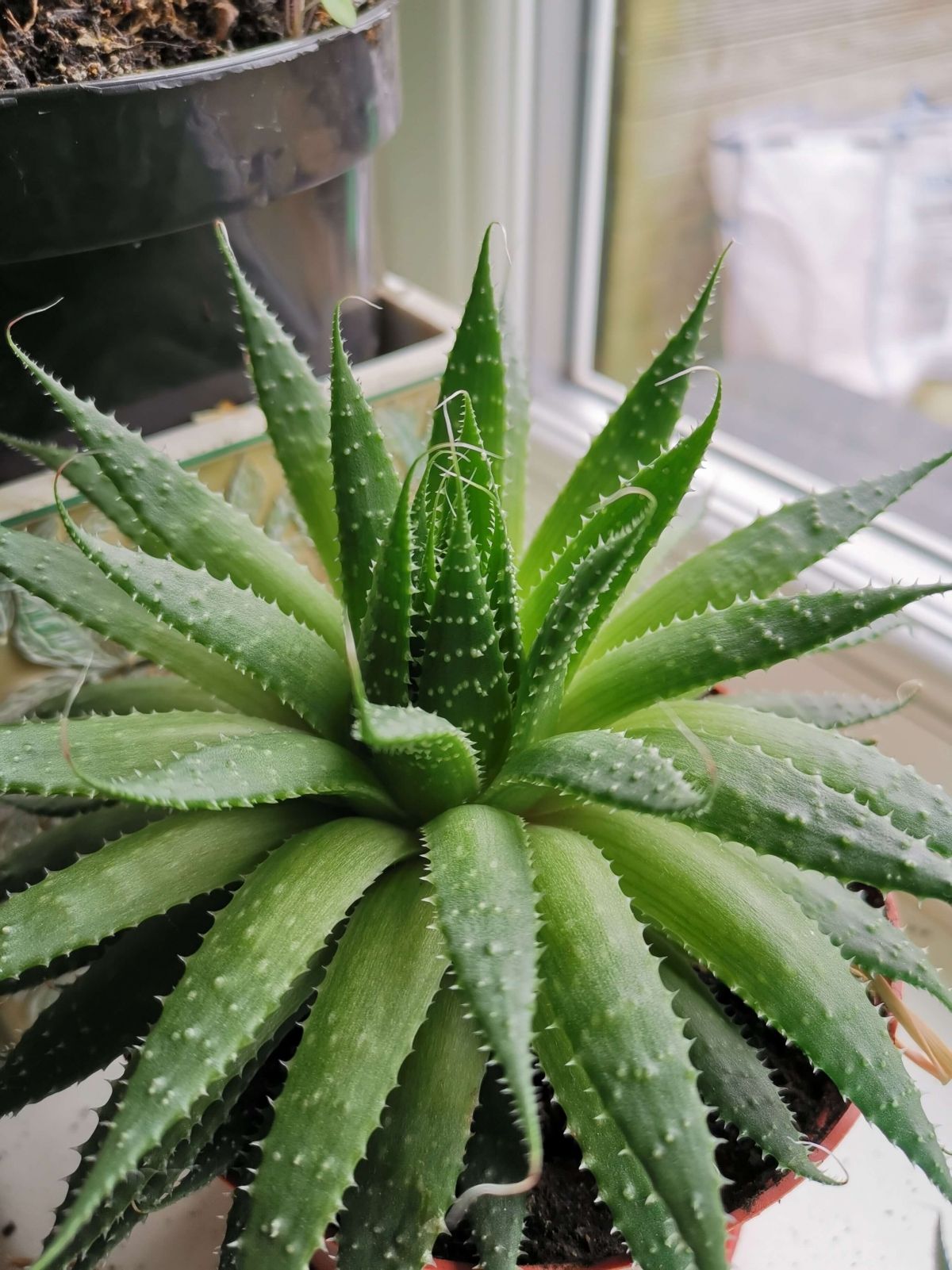 Feuchtigkeit absorbierende Aloe-vera-Pflanze