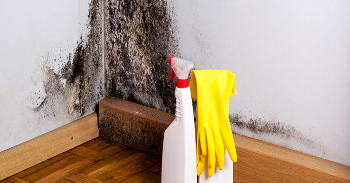 Odeur De Moisi Dans La Chambre
