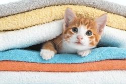Le chat se cache entre les serviettes