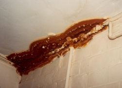 Champignon brun rouillÃ© de plusieurs mÃ¨tres sur la cloison entre le mur et le plafond.