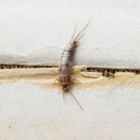 Des poissons d’argent s’attaquent à la tapisserie