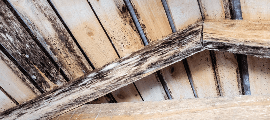Pourriture du bois dans une toiture en bois